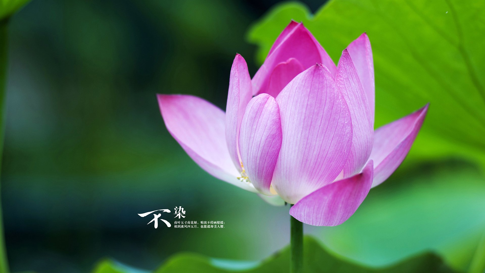 【名将话题】马克·塞尔比：我如何利用防守赢得比赛，马克塞尔比的球杆